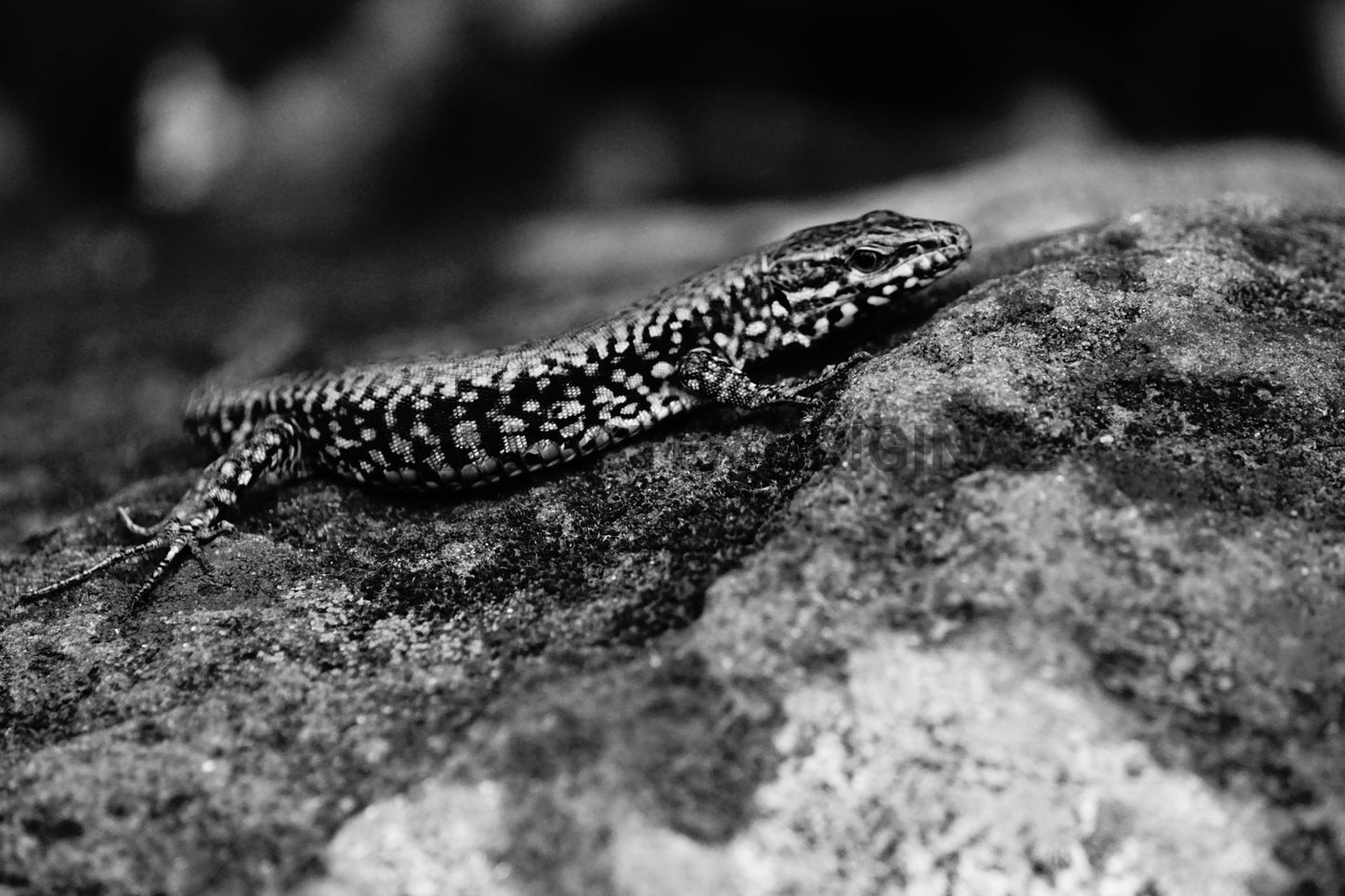 Salamander - Black/White