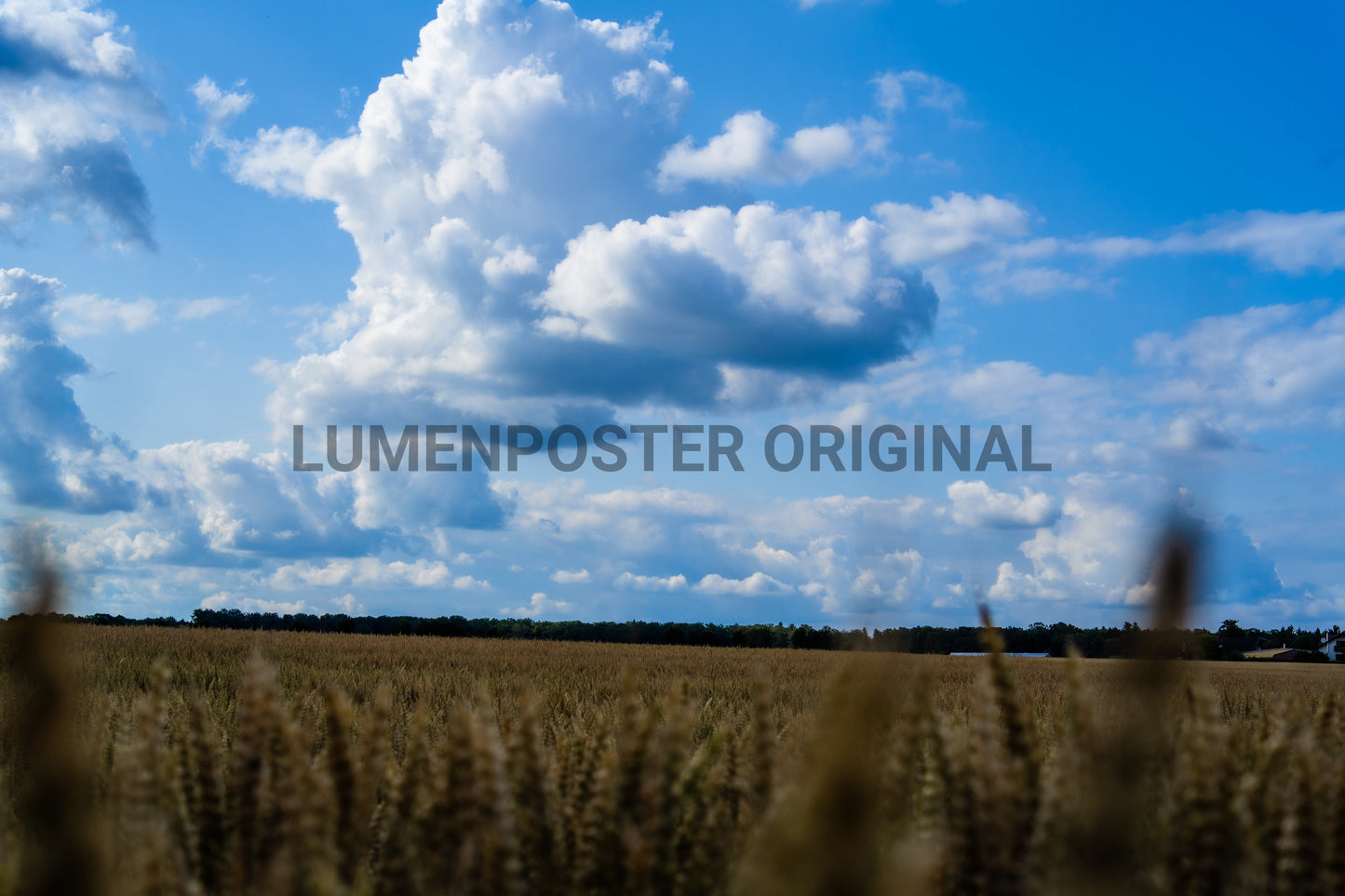 wheat field - nature