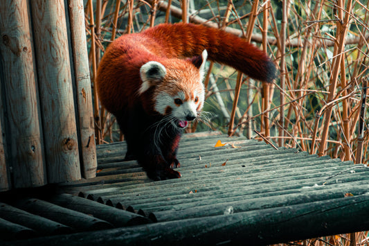 Roter Fuchs