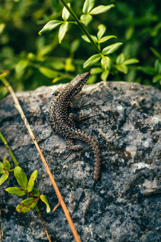 Salamander 2
