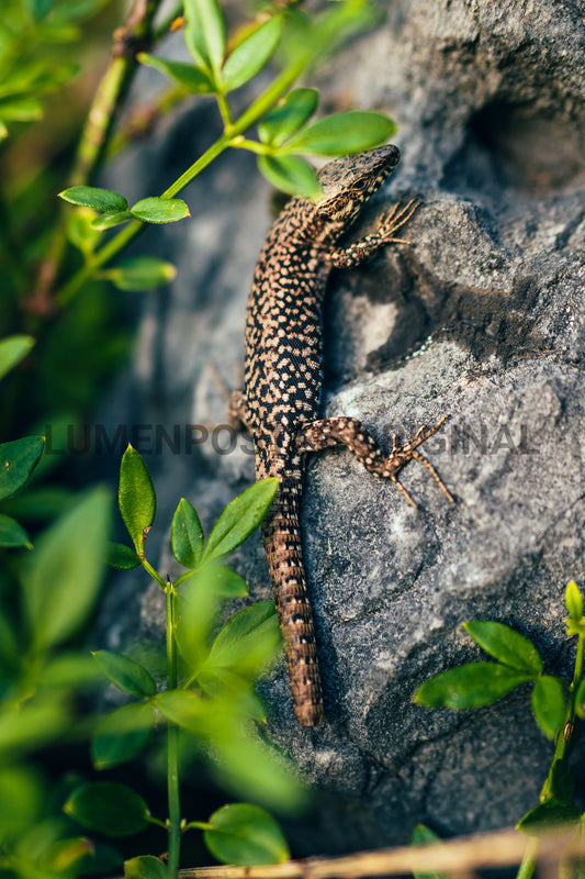 Salamander 3
