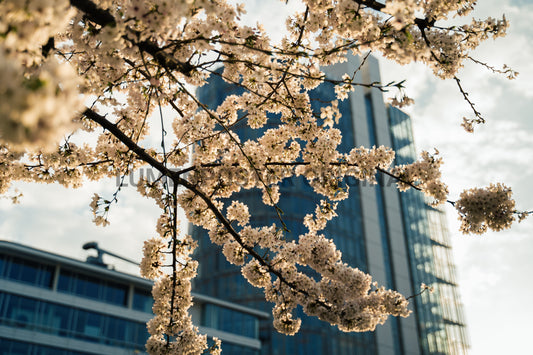 White Tree